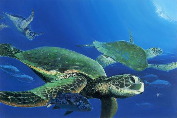 Bộ rùa biển có nguy cơ tuyệt chủng cực kỳ lớn (ảnh minh họa)