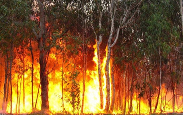 Những ngày nắng nóng nguy cơ cháy rừng là rất cao (ảnh minh họa)