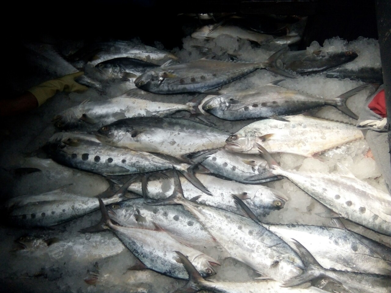Cá bè là một trong những loại cá ngon trong top 1 của biển