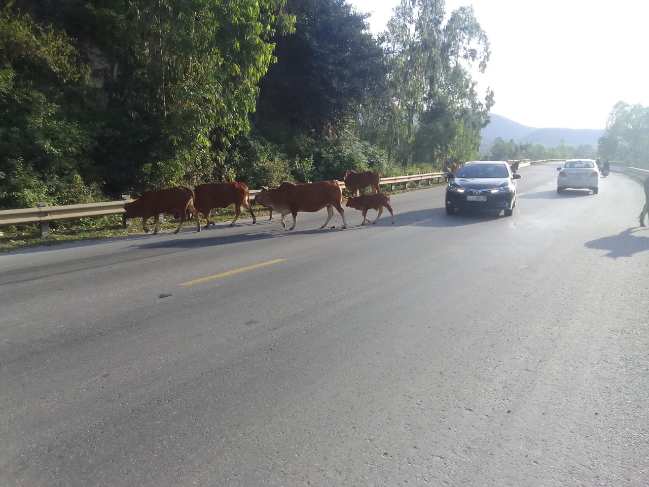 Những đàn bò thả rông không người chăn thả gây mất an toàn giao thông