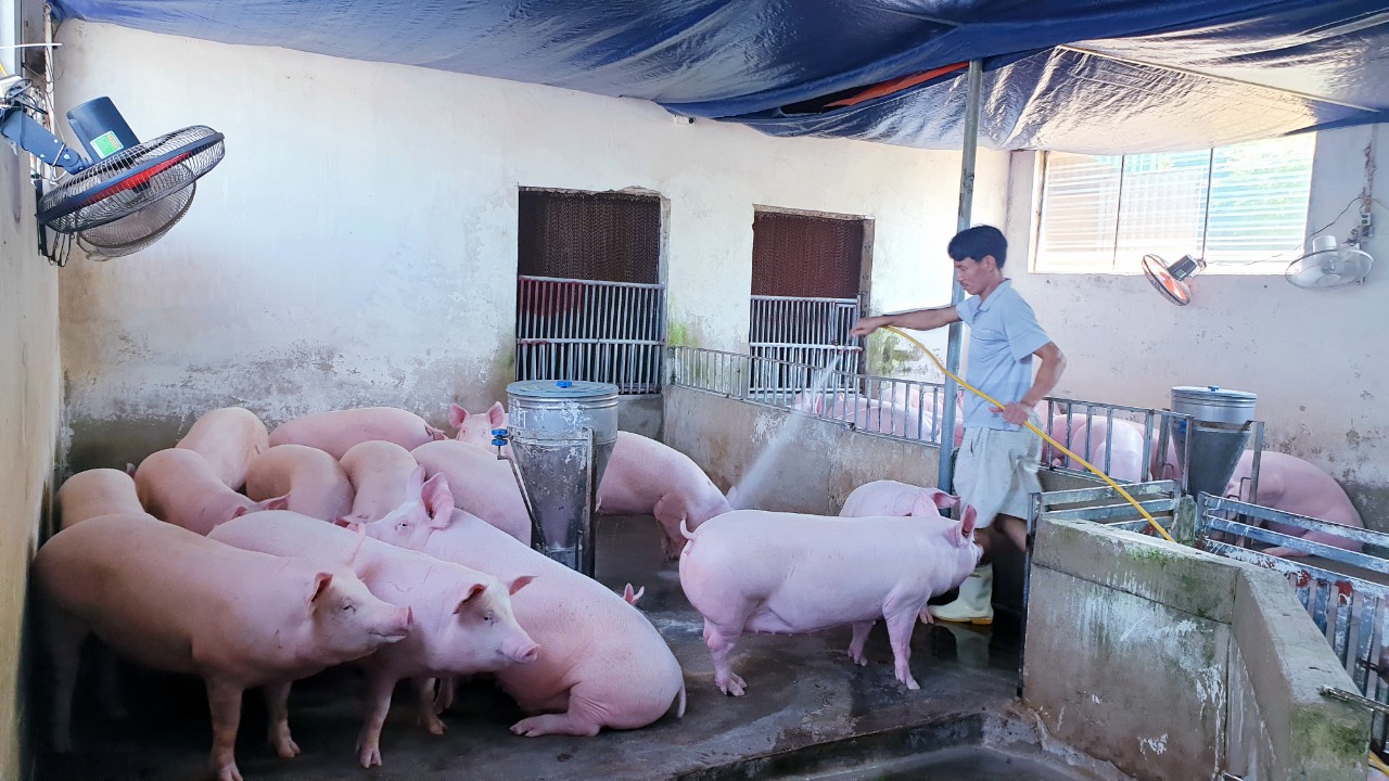 Mô hình chăn nuôi lợn khép kín của anh Nguyễn Văn Hùng, thôn Sơn Long